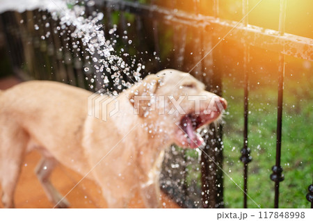 Sprays of water for washing dog Sprays of water for washing dog 117848998