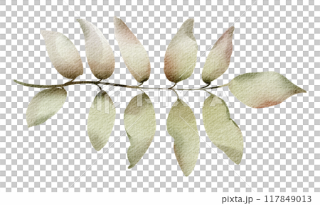 Watercolor hand drawn rowanberry leaf. Drawing of plant close up. Green autumn leaf. Botanical decoration for tea packaging design and card, logo, label print. Herbarium decoration. 117849013