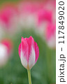 チューリップ咲く 117849020