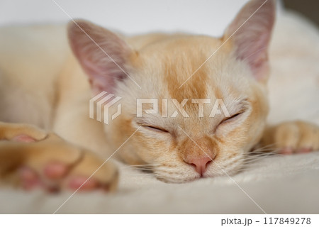 Adorable red Burmese kitten sleeping or resting sweetly Adorable red Burmese kitten sleeping or resting sweetly 117849278