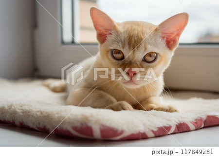 Burmese red kitten resting on the windowsill. Burmese red kitten resting on the windowsill. 117849281