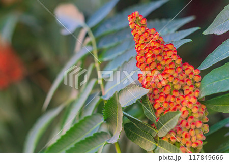 Bright red inflorescence of tree Rhus glabra, planted in park for decorative purposes. In addition to its decorating properties it is used in folk medicine, leaves contain up to 25 percent of tannins Bright red inflorescence of tree Rhus glabra, planted in park for decorative purposes. In addition to its decorating properties it is used in folk medicine, leaves contain up to 25 percent of tannins 117849666