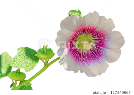 White purple hollyhock Alcea flower with stem, isolated on a transparent white background with sunlight and soft shadows. A plant from the mallow family Malvaceae. Blank for design, art works White purple hollyhock Alcea flower with stem, isolated on a transparent white background with sunlight and soft shadows. A plant from the mallow family Malvaceae. Blank for design, art works 117849667