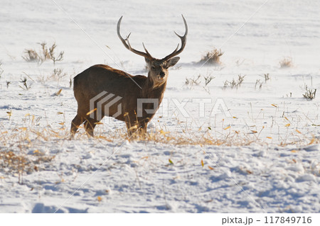 野付半島で出会ったエゾシカ 117849716