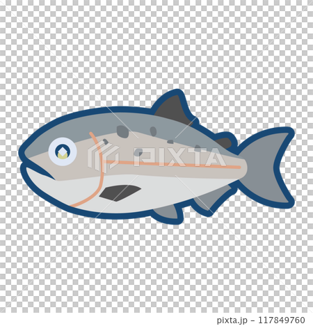 Cute King Salmon illustration 117849760