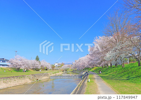 愛知県瀬戸市、瀬戸川沿いに咲く桜の風景 愛知県瀬戸市、瀬戸川沿いに咲く桜の風景 117849947