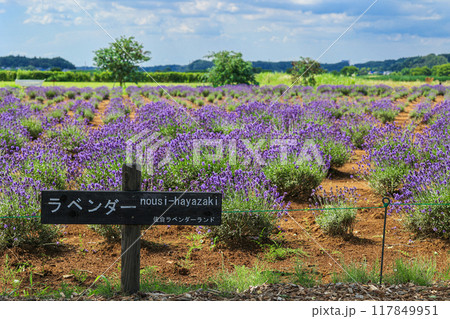 【千葉県佐倉市】佐倉ラベンダーランドのラベンダー畑の風景 【千葉県佐倉市】佐倉ラベンダーランドのラベンダー畑の風景 117849951