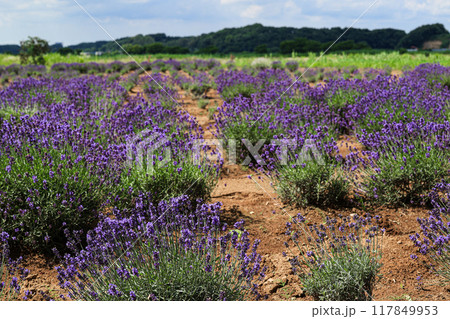 【千葉県佐倉市】佐倉ラベンダーランドのラベンダー畑の風景 【千葉県佐倉市】佐倉ラベンダーランドのラベンダー畑の風景 117849953