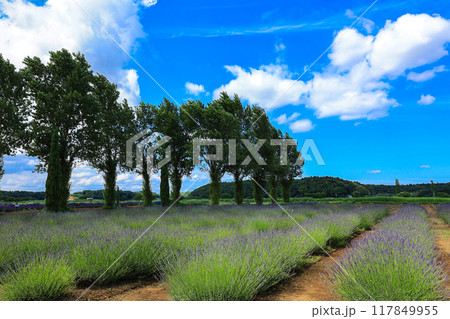 【千葉県佐倉市】佐倉ラベンダーランドのラベンダー畑の風景 117849955