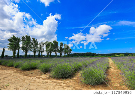 【千葉県佐倉市】佐倉ラベンダーランドのラベンダー畑の風景 【千葉県佐倉市】佐倉ラベンダーランドのラベンダー畑の風景 117849956