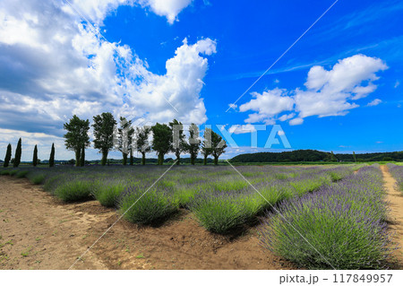 【千葉県佐倉市】佐倉ラベンダーランドのラベンダー畑の風景 117849957