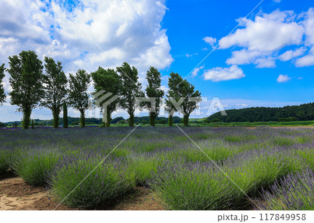 【千葉県佐倉市】佐倉ラベンダーランドのラベンダー畑の風景 【千葉県佐倉市】佐倉ラベンダーランドのラベンダー畑の風景 117849958