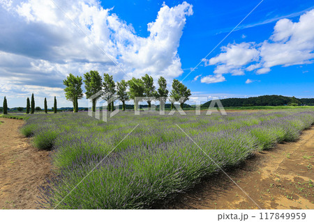 【千葉県佐倉市】佐倉ラベンダーランドのラベンダー畑の風景 【千葉県佐倉市】佐倉ラベンダーランドのラベンダー畑の風景 117849959