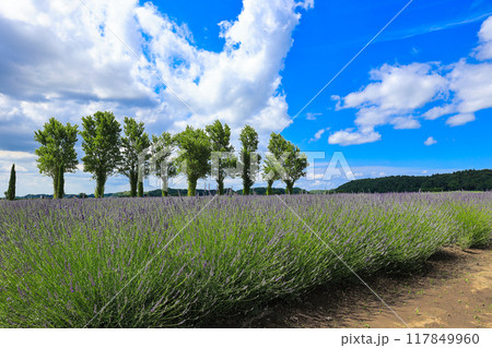 【千葉県佐倉市】佐倉ラベンダーランドのラベンダー畑の風景 【千葉県佐倉市】佐倉ラベンダーランドのラベンダー畑の風景 117849960