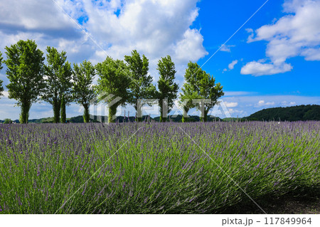 【千葉県佐倉市】佐倉ラベンダーランドのラベンダー畑の風景 117849964