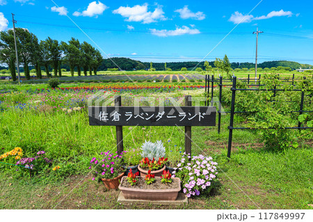 【千葉県佐倉市】佐倉ラベンダーランドのラベンダー畑の風景 【千葉県佐倉市】佐倉ラベンダーランドのラベンダー畑の風景 117849997