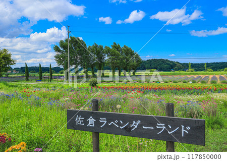 【千葉県佐倉市】佐倉ラベンダーランドのラベンダー畑の風景 【千葉県佐倉市】佐倉ラベンダーランドのラベンダー畑の風景 117850000