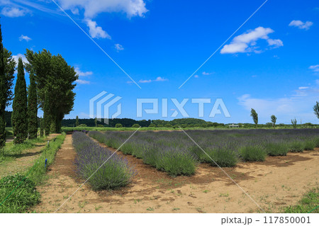 【千葉県佐倉市】佐倉ラベンダーランドのラベンダー畑の風景 117850001