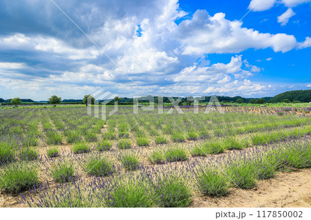【千葉県佐倉市】佐倉ラベンダーランドのラベンダー畑の風景 【千葉県佐倉市】佐倉ラベンダーランドのラベンダー畑の風景 117850002