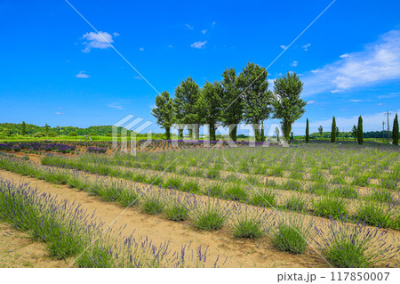 【千葉県佐倉市】佐倉ラベンダーランドのラベンダー畑の風景 117850007