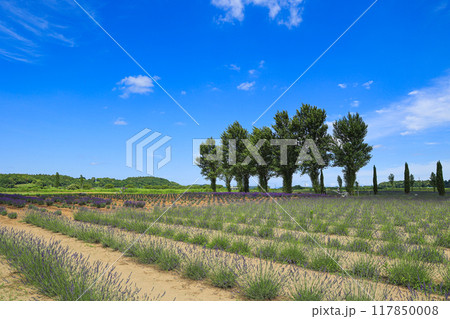 【千葉県佐倉市】佐倉ラベンダーランドのラベンダー畑の風景 117850008