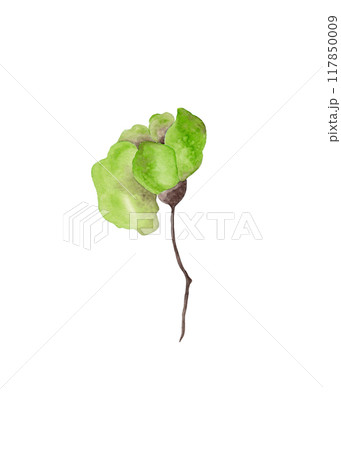 Green flower. Garden flower bud on thin stem. Isolated watercolor illustration for your design Green flower. Garden flower bud on thin stem. Isolated watercolor illustration for your design 117850009