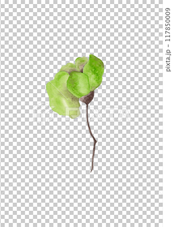 Green flower. Garden flower bud on thin stem. Isolated watercolor illustration for your design Green flower. Garden flower bud on thin stem. Isolated watercolor illustration for your design 117850009