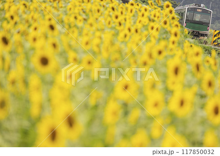 向日葵咲く烏山線 117850032