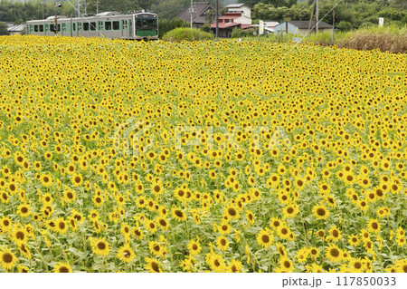 向日葵咲く烏山線 向日葵咲く烏山線 117850033