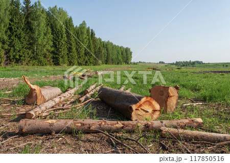 Sawn logs lie on the green grass Sawn logs lie on the green grass 117850516