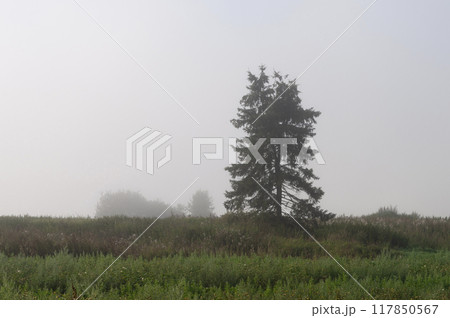 Lonely tree in a field, foggy morning 117850567