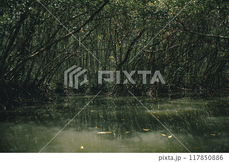 Deep in the mystical mangrove forest in Pattani, Thailand Deep in the mystical mangrove forest in Pattani, Thailand 117850886
