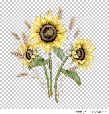 Watercolor hand drawn bouquet with sunflowers and spikelet wheat. Yellow flowers composition. Hand painted isolated on white background. Floral illustration for autumn design. Element plant twigs 117850933