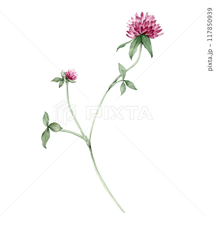Watercolor hand drawn botanical illustration with meadow wild plant red clover (trifolium), purple flowers and leaves set isolated on white background. Watercolor hand drawn botanical illustration with meadow wild plant red clover (trifolium), purple flowers and leaves set isolated on white background. 117850939