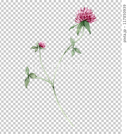 Watercolor hand drawn botanical illustration with meadow wild plant red clover (trifolium), purple flowers and leaves set isolated on white background. Watercolor hand drawn botanical illustration with meadow wild plant red clover (trifolium), purple flowers and leaves set isolated on white background. 117850939