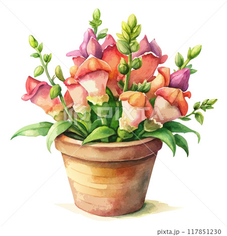 Sleeping Snapdragon in Pot - Watercolor Illustration 117851230