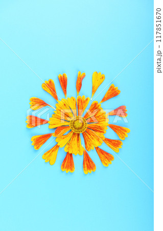 Close-up of a bud and individual petals of a Helenium flower on a blue background. Close-up of a bud and individual petals of a Helenium flower on a blue background. 117851670