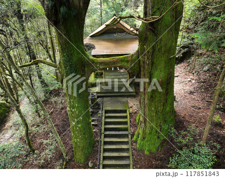 高知県南国市 地主神社 鳥居杉 高知県南国市 地主神社 鳥居杉 117851843