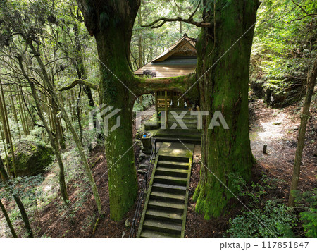 高知県南国市　地主神社　鳥居杉 117851847