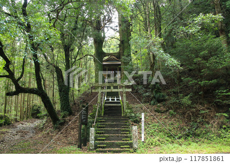 高知県南国市　地主神社　鳥居杉 117851861