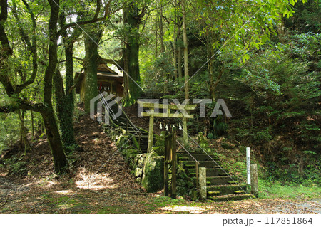 高知県南国市 地主神社 鳥居杉 高知県南国市 地主神社 鳥居杉 117851864