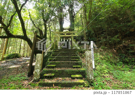 高知県南国市　地主神社　鳥居杉 117851867