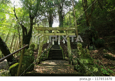 高知県南国市 地主神社 鳥居杉 高知県南国市 地主神社 鳥居杉 117851870