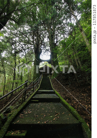 高知県南国市 地主神社 鳥居杉 高知県南国市 地主神社 鳥居杉 117851873