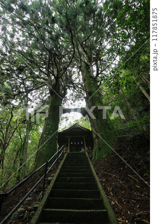 高知県南国市 地主神社 鳥居杉 高知県南国市 地主神社 鳥居杉 117851875