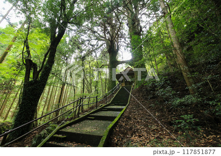 高知県南国市　地主神社　鳥居杉 117851877