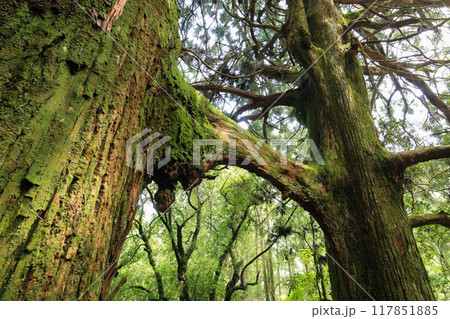 高知県南国市　地主神社　鳥居杉 117851885