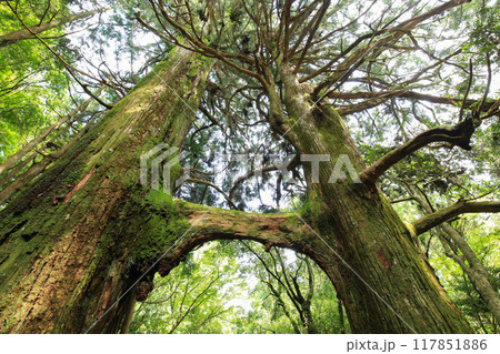 高知県南国市　地主神社　鳥居杉 117851886