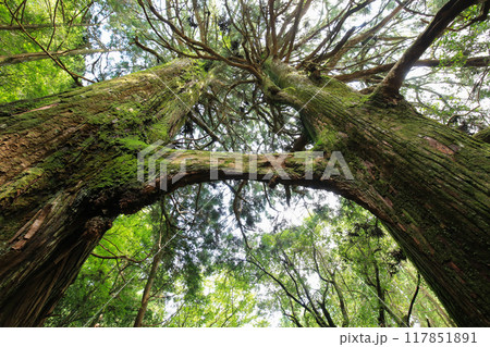 高知県南国市　地主神社　鳥居杉 117851891
