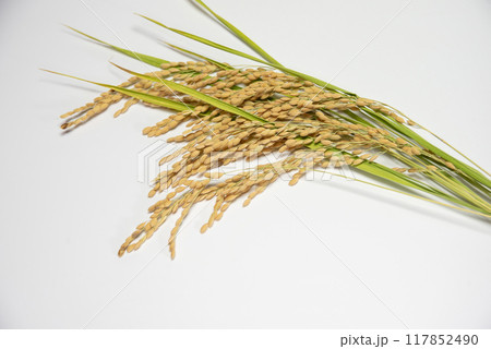 白背景に置いた稲穂 白背景に置いた稲穂 117852490